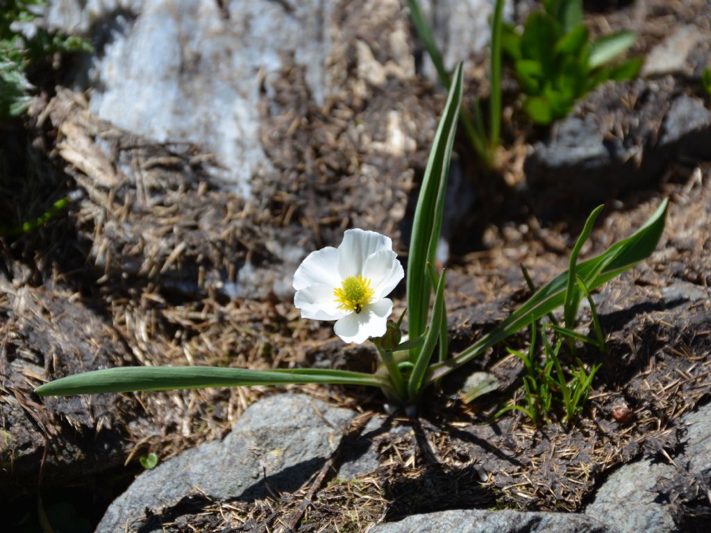 Ranunculus kuepferi / Ranuncolo dei Pirenei